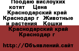 Поодаю вислоухих котят  › Цена ­ 1 500 - Краснодарский край, Краснодар г. Животные и растения » Кошки   . Краснодарский край,Краснодар г.